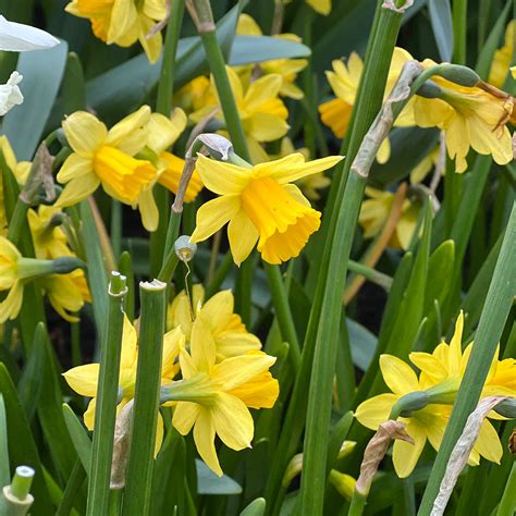 Narcissus Tete A Tete 8 10cm Jparkers