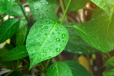 Гимнема силвестре (Gymnema sylvestre)
