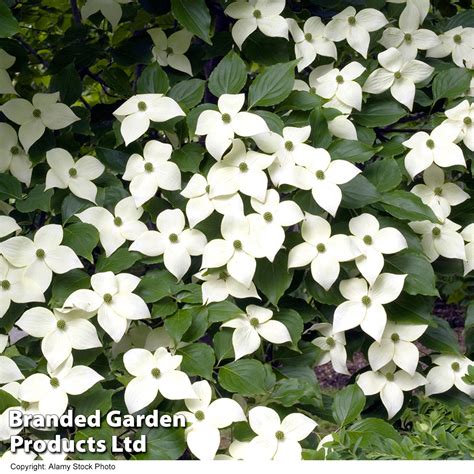 Cornus Kousa Var Chinensis Dobies