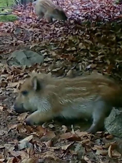 Das haben Gäste nicht bestellt Zur Vorspeise ein Vorspiel Bei diesem Sex Tanz vergeht