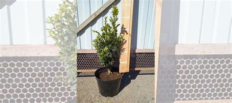 Саженцы самшита купить в Октябрьской | Товары для дома и дачи | Авито