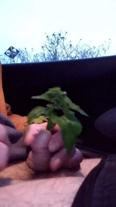 Brennessel Spiel Drecksschlampe Husum Free Gay HD Porn 4b XHamster