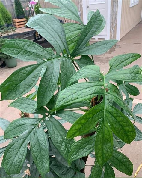 Does anyone have any amydrium? : r/RareHouseplants
