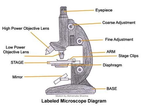 Understanding The Compound Microscope Parts And Its Functions Life