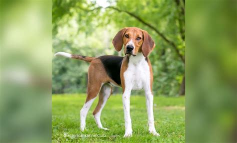 13 American Foxhound Colors To Enjoy In (With Pictures)