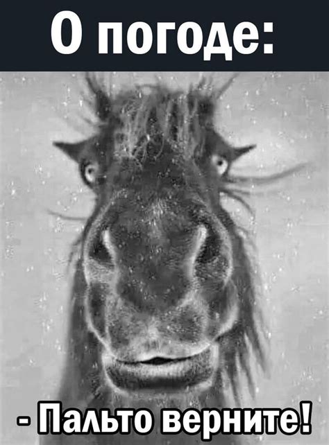 Пин от пользователя Марина Марина на доске Смешно | Смешные морды ...