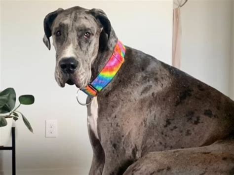 Worlds Tallest Dog Dies After Illness Forced Owner To Amputate His Leg