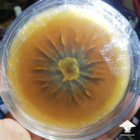 This One Has Some Cool Rings Mycelium Growth On Agar By 44cowhand