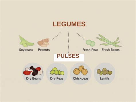 sprouted pulses list