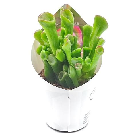 Crassula Ovata Hobbit — Plant Wholesale Floraccess