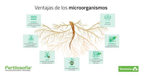 La Importancia De Las Bacterias Para La Agricultura Images And Photos