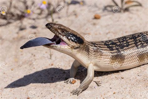 Western Blue-tongue Lizard stock photo. Image of skink - 291566364