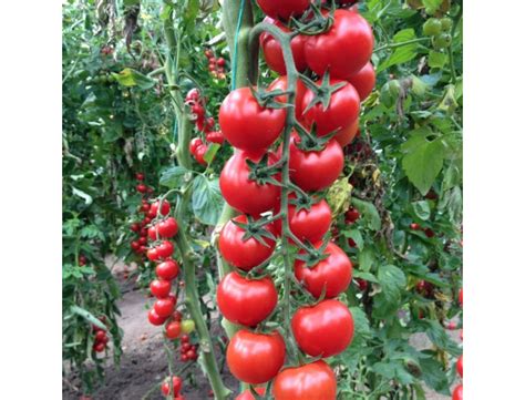 Насіння Томату Сакура F1 черрі, купити за 60.00 грн. :: Rastim