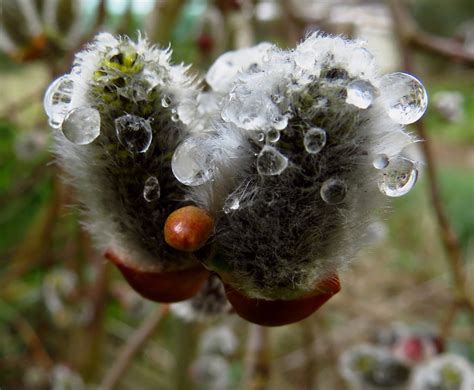 Art In Nature Pussy Willow In The Rain Chris Gibson Wildlife