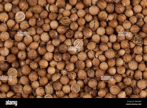 Close Up Of Dried Coriander Seeds In A Bowl Stock Photo Alamy