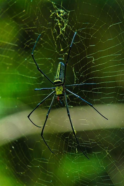 Insect Spider Web Free Photo On Pixabay Pixabay