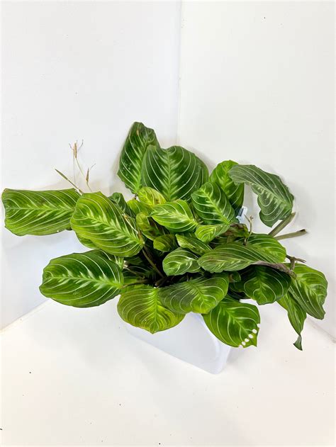 Maranta massangeana - Black - Prayer Plant - RARE | Di-vine plants