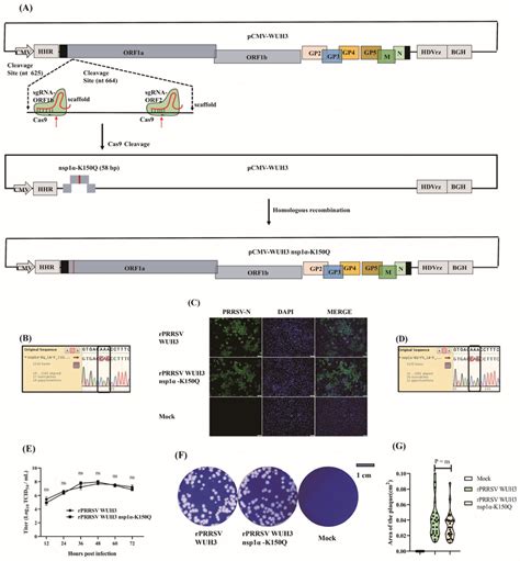 Site Specific Mutation Of PRRSV Genome Using CRISPR Cas9 A Schematic