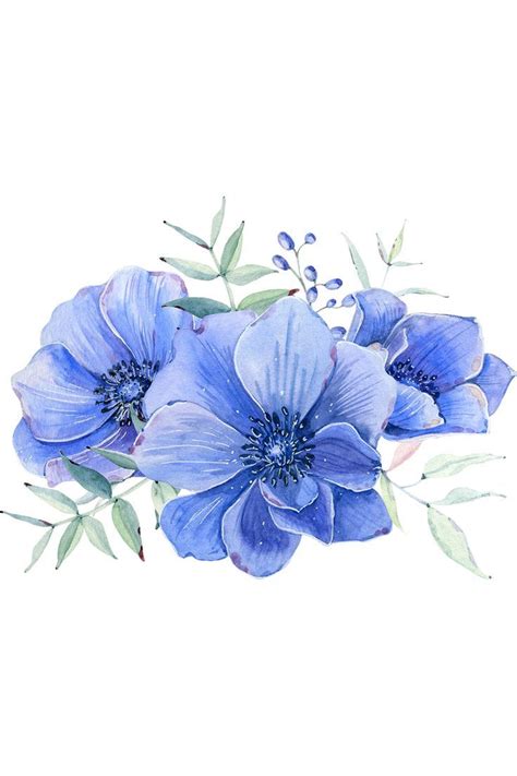 Blue anemones. Голубые анемоны. PNG. | Иллюстрации цветок, Цветочные ...