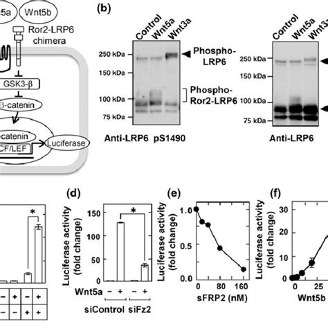 Development Of Reporter Assay To Measure Wnt5a And Wnt5b Signaling A Download Scientific