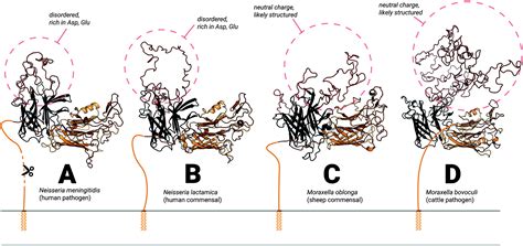 Lactoferrin Receptors In Gram Negative Bacteria An Evolutionary