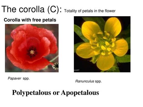 PPT - Flower morphology PowerPoint Presentation - ID:3614831