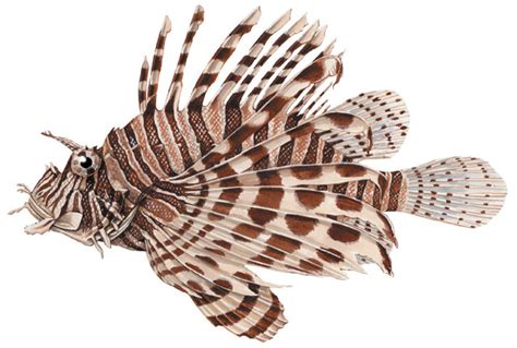 ADW: Pterois volitans: INFORMATION