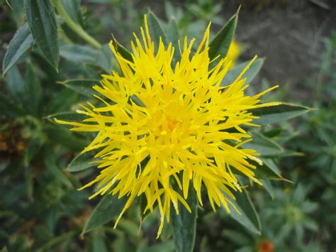 70,000+ Free Wild Safflower & Nature Images - Pixabay