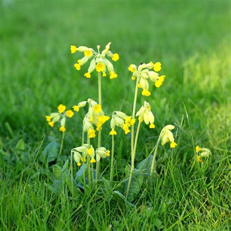 Buy cowslip Primula veris: £5.99 Delivery by Crocus