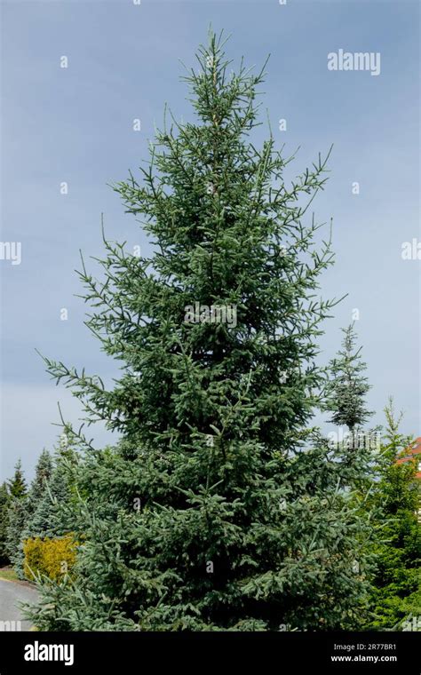 Picea Obovata Glauca Conifer Tree Siberian Spruce Stock Photo Alamy