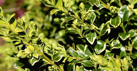 Growing Variegated Boxwood Best Practices For Beautiful Results Self