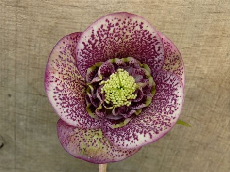 Helleborus X Hybridus Barnhaven Hybrids Anemone Dark Shades