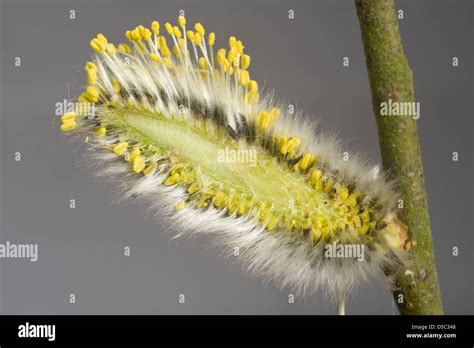 Goat Or Pussy Willow Salix Caprea Section Through A Male Catkin Showing Its Structure Stock