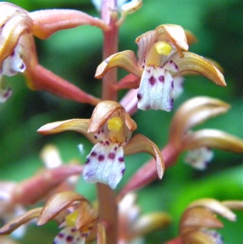 Spotted Coral Root Orchid Flower Essence Tree Frog Farm Flower