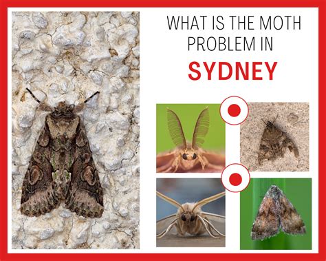 The Moth Problem In Sydney