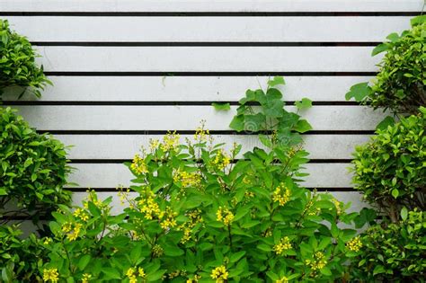 Green Growth In Nature Stock Image Image Of Nature 131660665