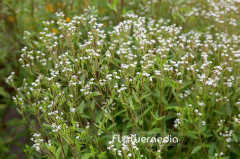 Stevia Ovata 108167 Flowermedia