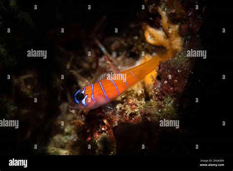 A Blue Banded Goby Lythrypnus Dalli Sea Of Cortez Stock Photo Alamy
