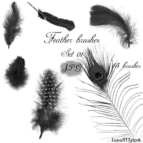 Feather Brushes For Photoshop Psddude