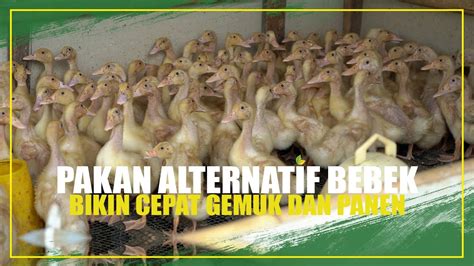 Pakan Alternatif Bebek Hibrida Cepat Gemuk Dan Panen Youtube