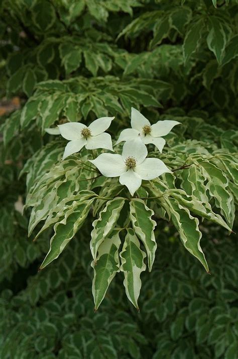 Cornus kousa 'Wolf Eyes' Landscaping Plants, Outdoor Landscaping ...