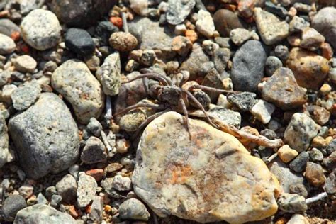 Una specie molto pericolosa vive in Italia il suo morso è