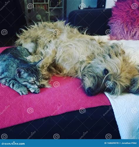Quiet Pets Stock Photo Image Of Pets Sleep Quiet 168609078