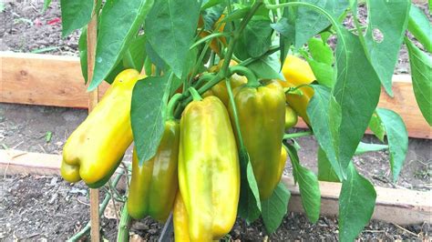 Этот сорт буду сажать всегда! Урожайный перец Джемини - YouTube