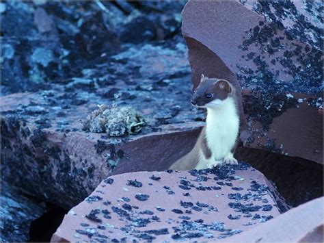 In Seiner Kleinen Welt Forum F R Naturfotografen