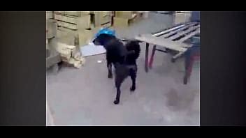 Perro Enojado XVIDEOS