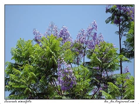 Жакаранда .. Обсуждение на LiveInternet - Российский Сервис Онлайн ...