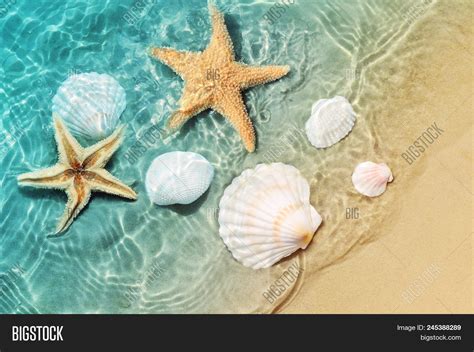 Starfish Seashell On Image Photo Free Trial Bigstock