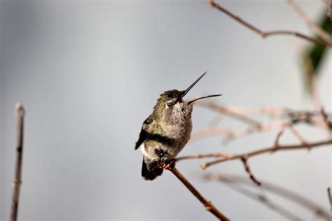 Can Hummingbirds Open Their Beaks? [All You Need To Know]