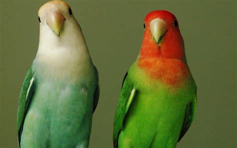 Two Parrots Wallpaper photo and wallpaper. All Two Parrots Wallpaper ...